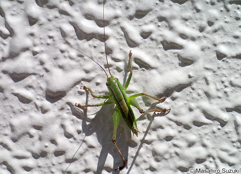 ヒガシキリギリスの幼虫