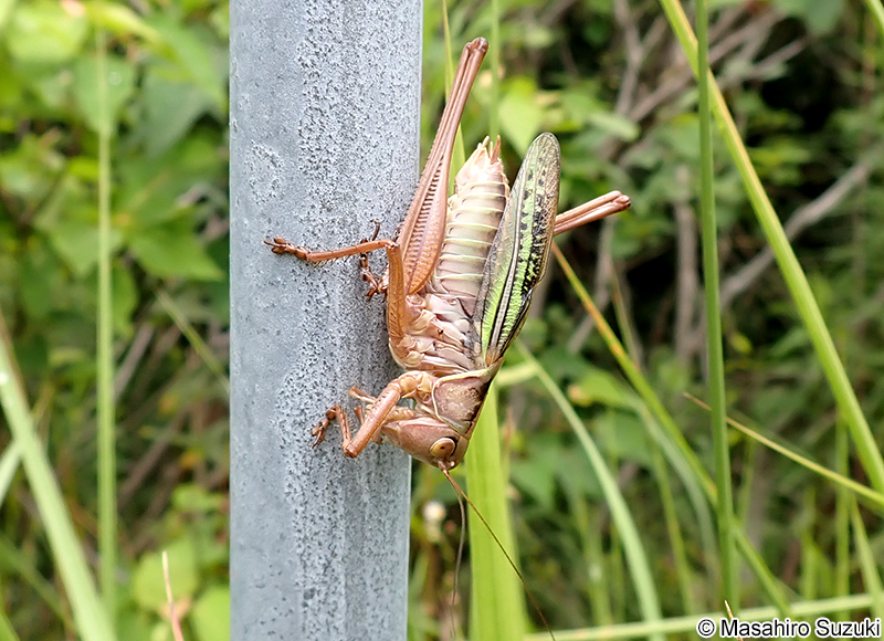 ヒガシキリギリス Gampsocleis mikado