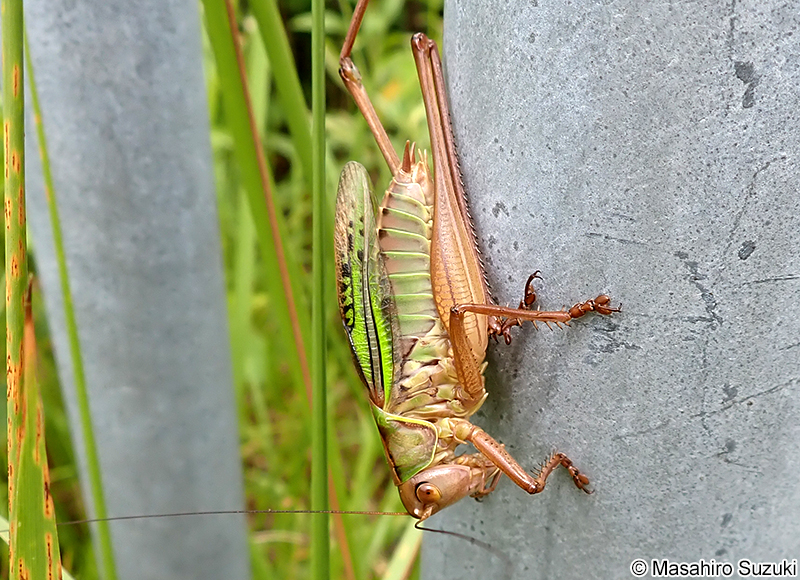 ヒガシキリギリス Gampsocleis mikado