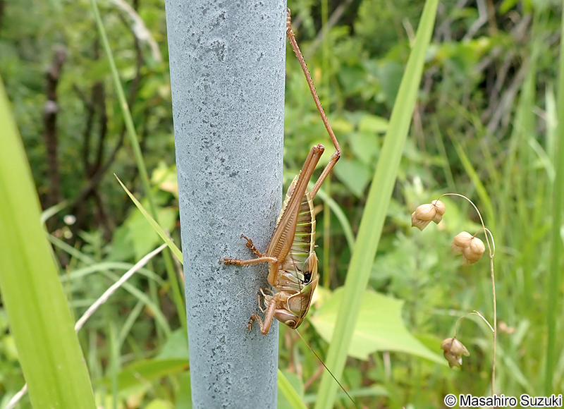 ヒガシキリギリス Gampsocleis mikado