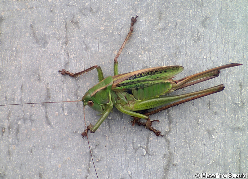 ヒガシキリギリス Gampsocleis mikado