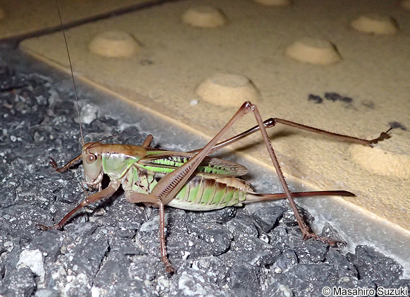 ヒガシキリギリス Gampsocleis mikado