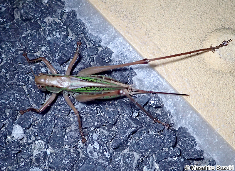 ヒガシキリギリス Gampsocleis mikado