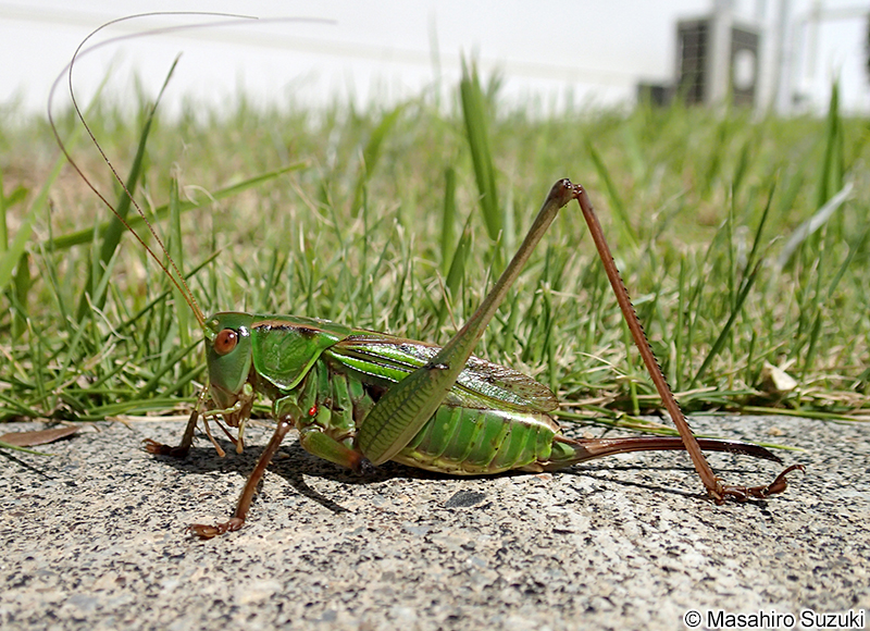 ヒガシキリギリス Gampsocleis mikado