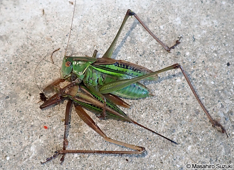 キリギリスを捕食するキリギリス