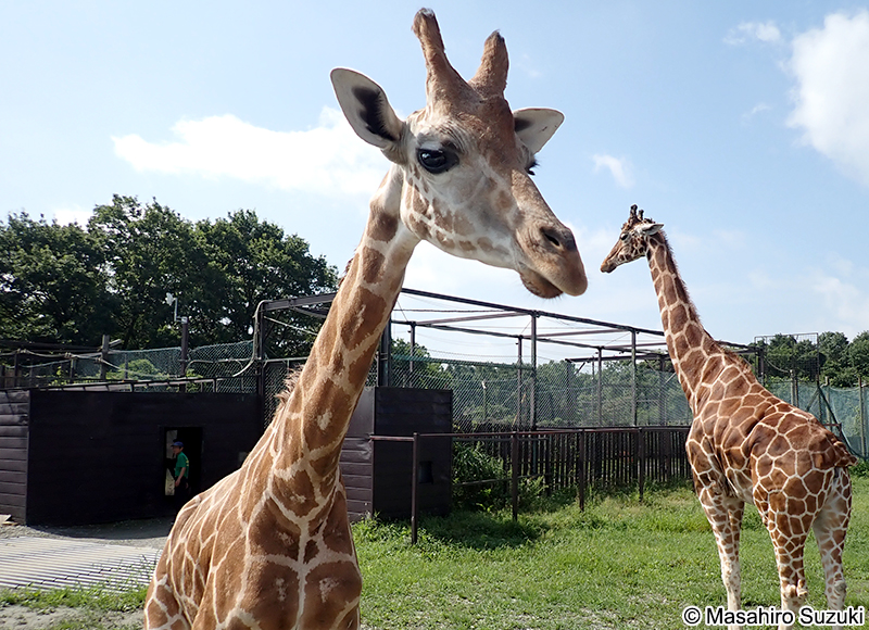 アミメキリン Giraffa reticulata