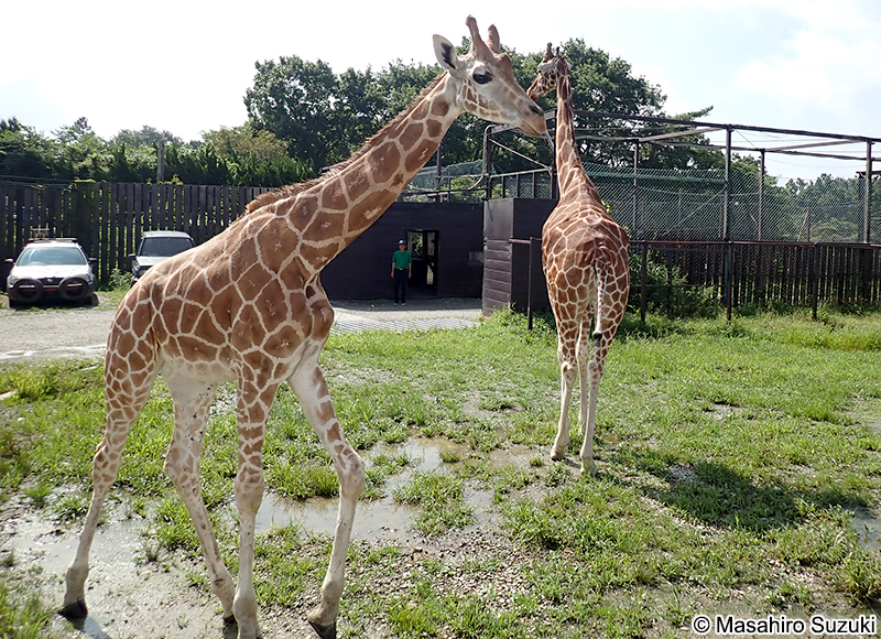アミメキリン Giraffa reticulata