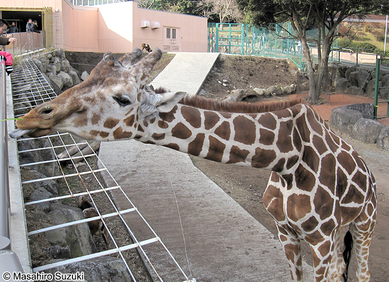 アミメキリン Giraffa reticulata