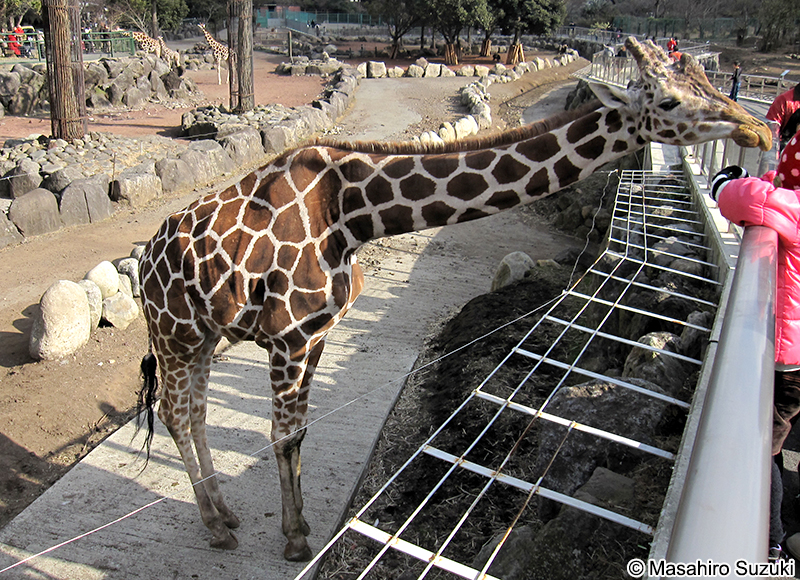 アミメキリン Giraffa reticulata