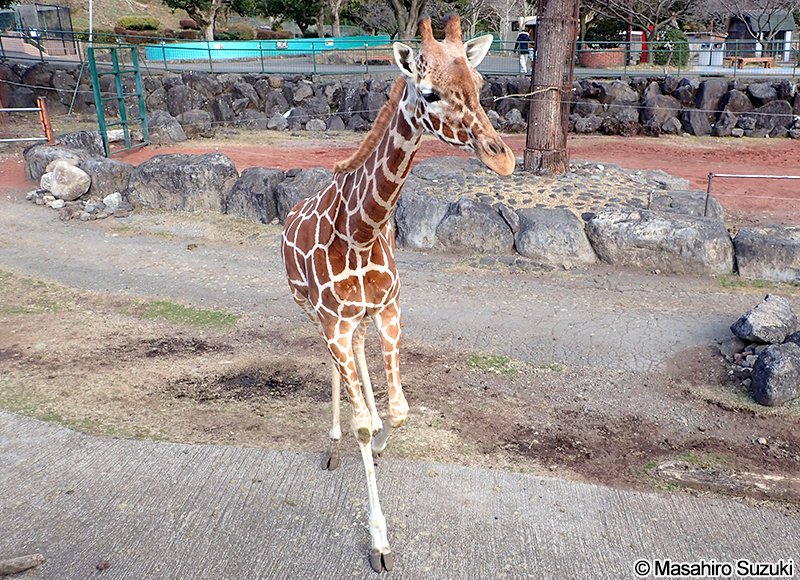 アミメキリン Giraffa reticulata