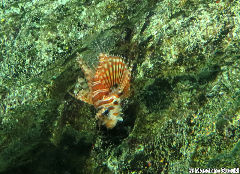 キリンミノ Dendrochirus zebra