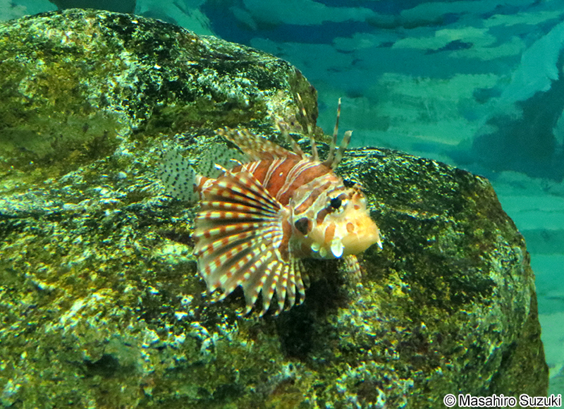 キリンミノ Dendrochirus zebra