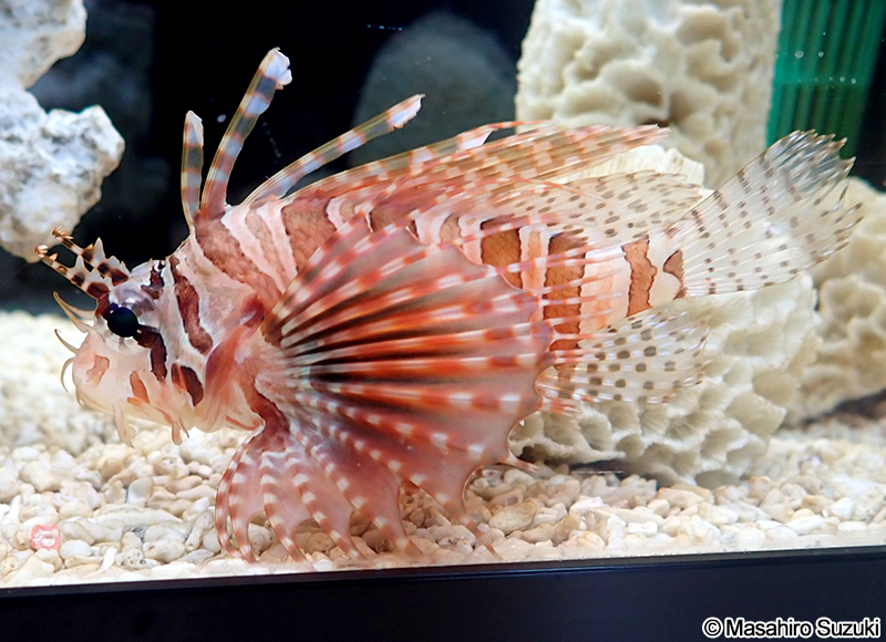 キリンミノ Dendrochirus zebra