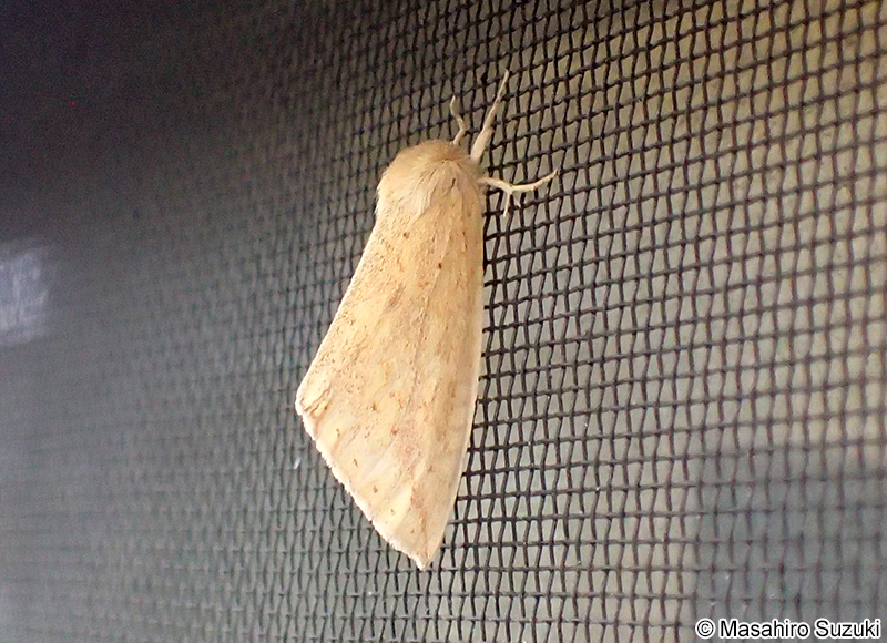 キシャチホコ Torigea straminea