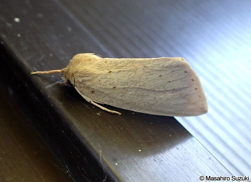 キシャチホコ Torigea straminea