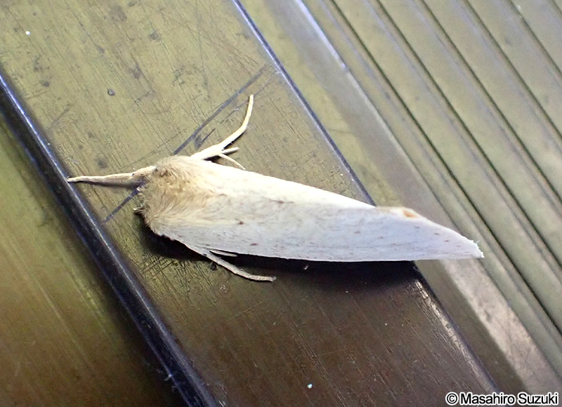 キシャチホコ Torigea straminea