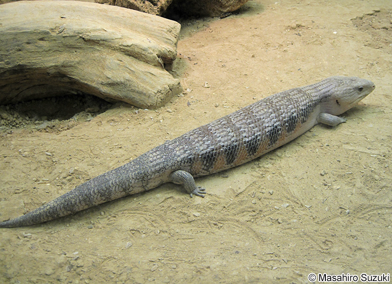 キタアオジタトカゲ Tiliqua scincoides intermedia
