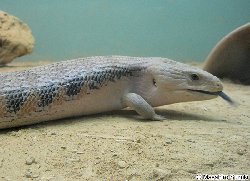 キタアオジタトカゲ Tiliqua scincoides intermedia