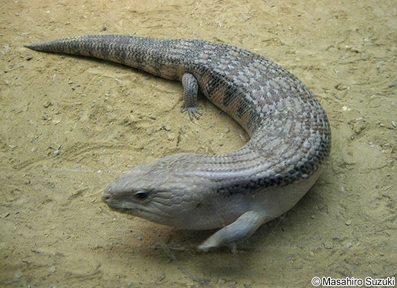 キタアオジタトカゲ Tiliqua scincoides intermedia