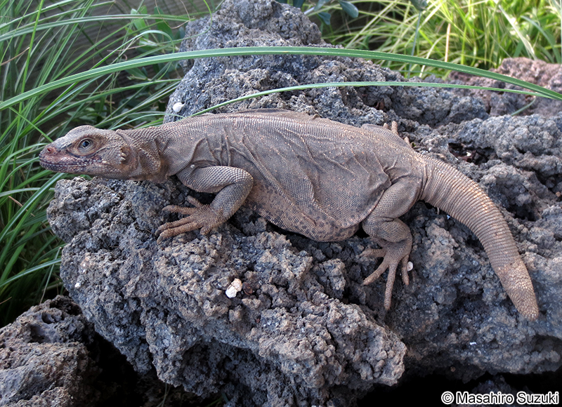 キタチャクワラ Sauromalus ater