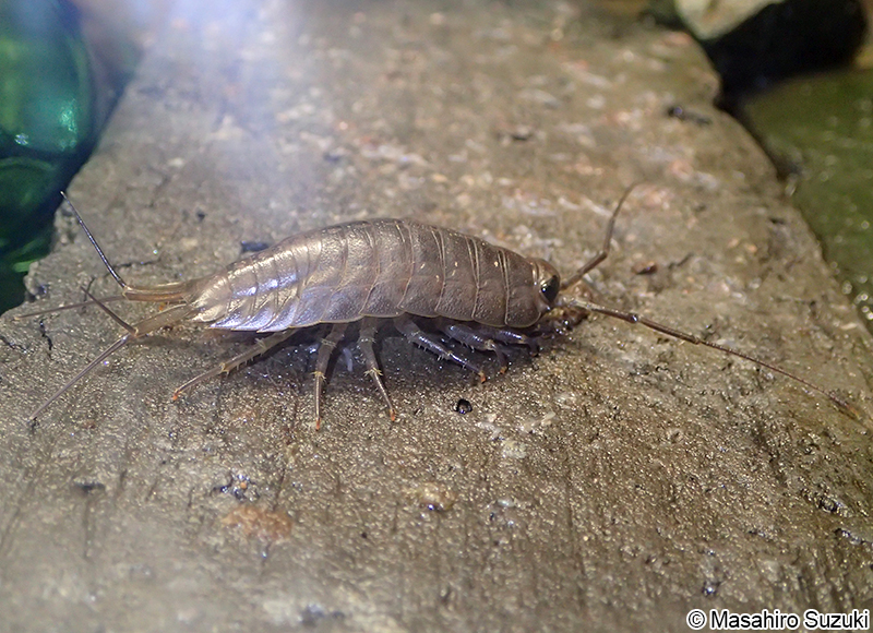 キタフナムシ Ligia cinerascens