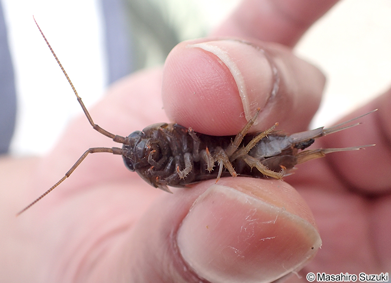 キタフナムシ Ligia cinerascens
