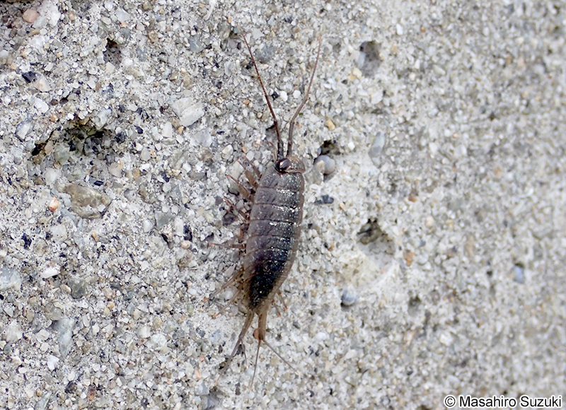 キタフナムシ Ligia cinerascens