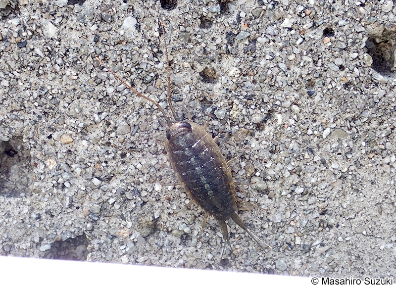 キタフナムシ Ligia cinerascens