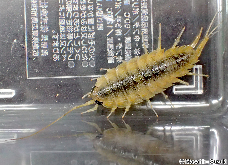 キタフナムシ Ligia cinerascens