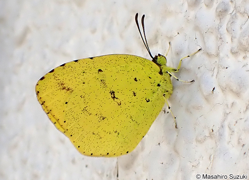 キタキチョウ Eurema mandarina