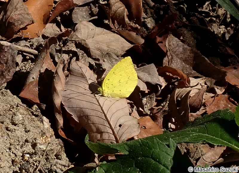 キタキチョウ Eurema mandarina
