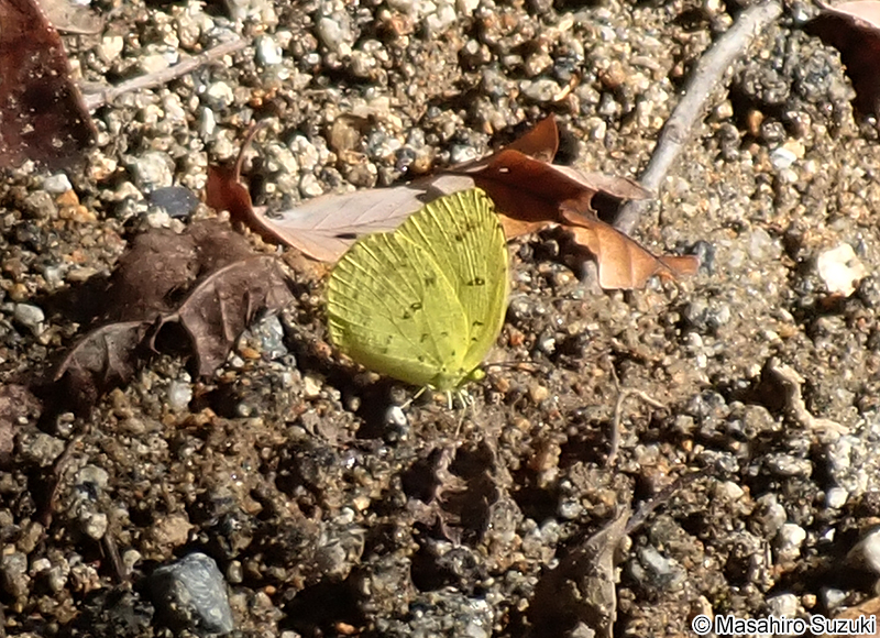 キタキチョウ Eurema mandarina