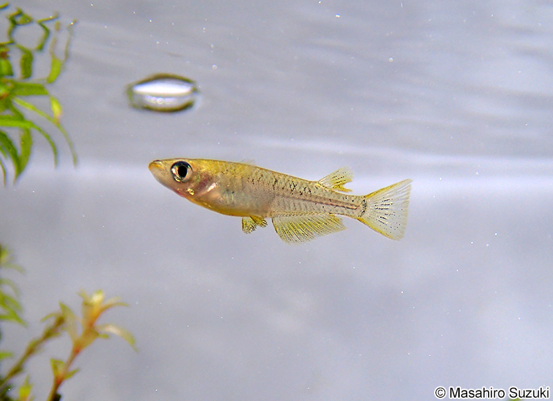 キタノメダカ Oryzias sakaizumii