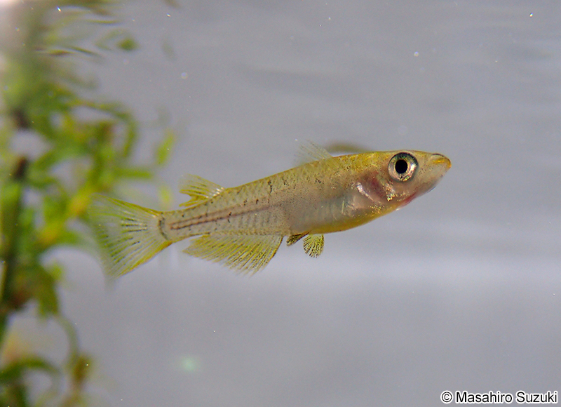 キタノメダカ Oryzias sakaizumii