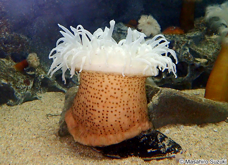 キタオオイボイソギンチャク Urticina asiatica