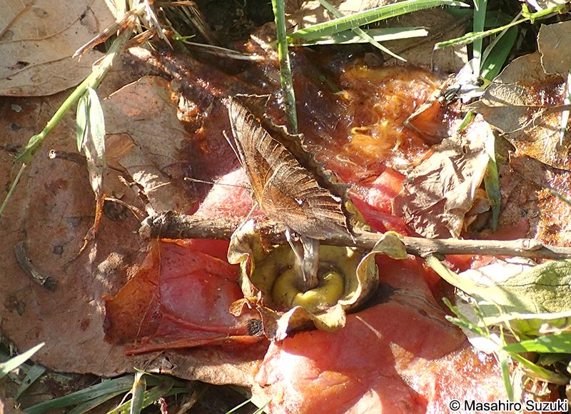 キタテハ Polygonia c-aureum
