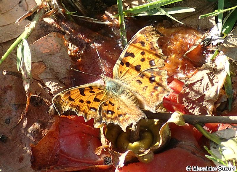 キタテハ Polygonia c-aureum