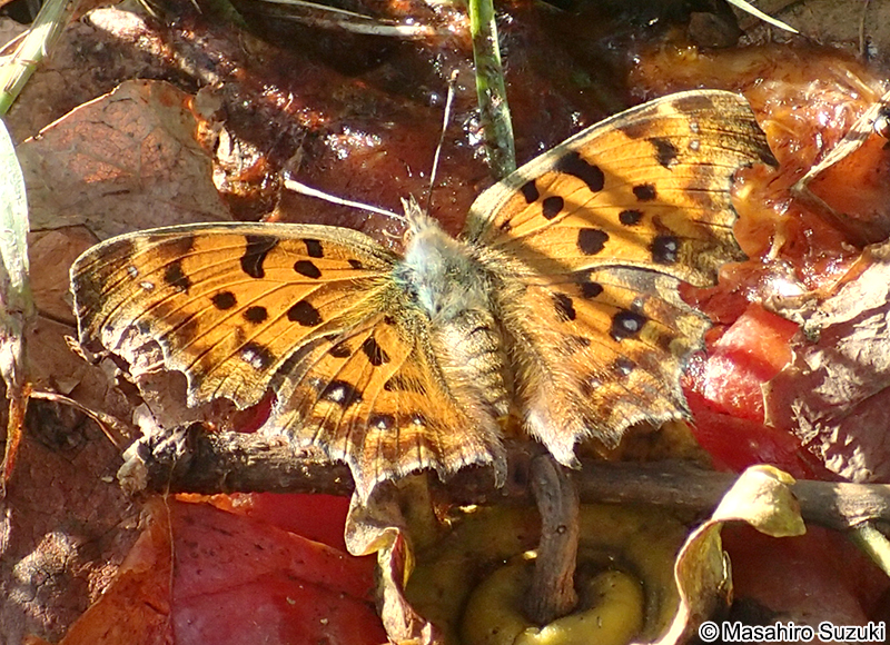 キタテハ Polygonia c-aureum