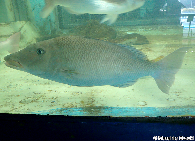 キツネフエフキ Lethrinus olivaceus