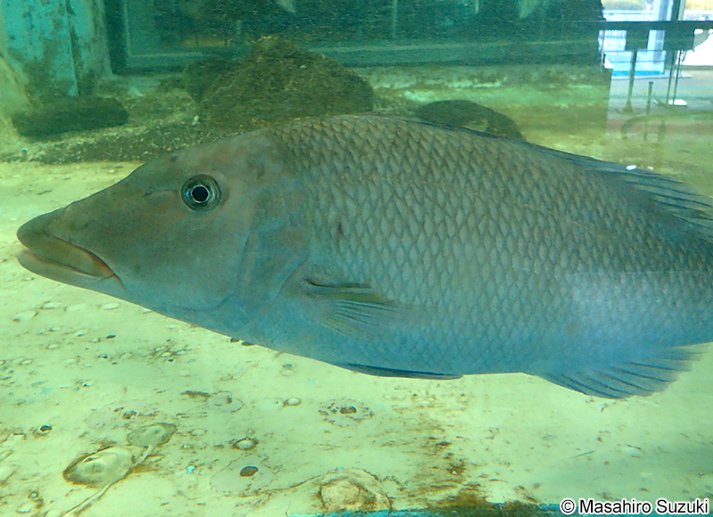 キツネフエフキ Lethrinus olivaceus