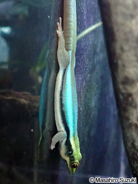 クレンメリーヒルヤモリ Phelsuma klemmeri