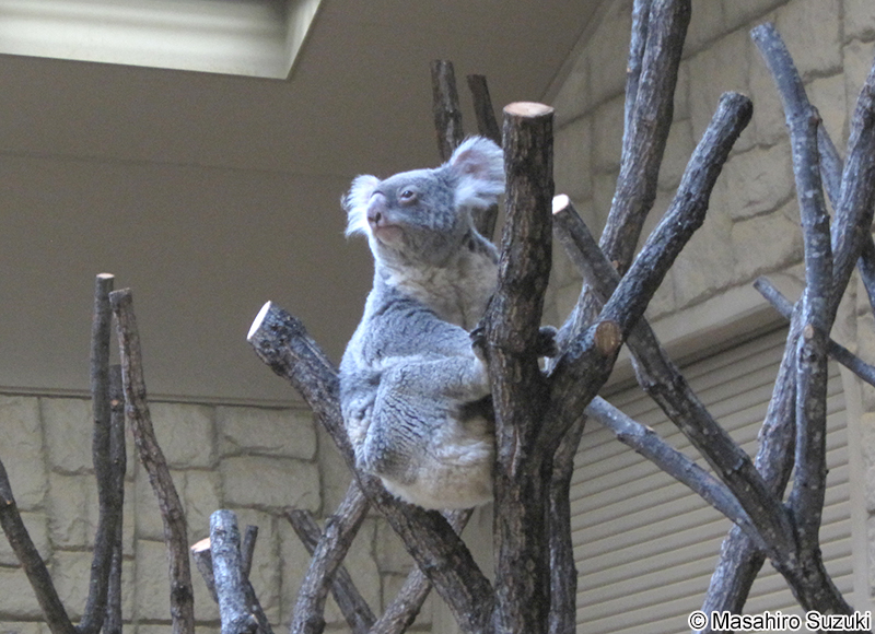 コアラ Phascolarctos cinereus