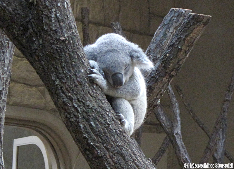 コアラ Phascolarctos cinereus