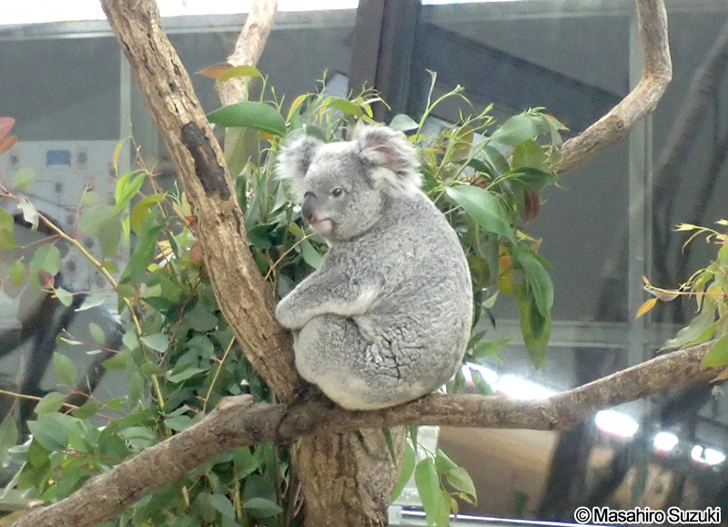 コアラ Phascolarctos cinereus