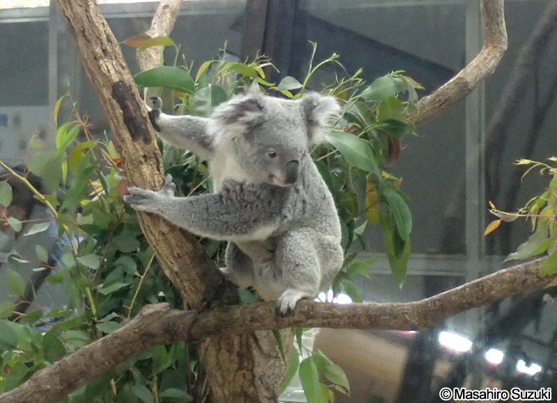 コアラ Phascolarctos cinereus