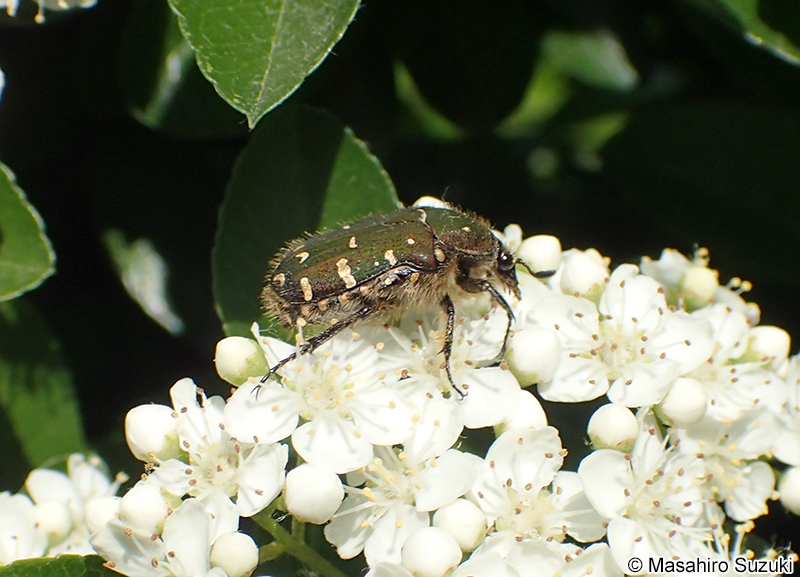 コアオハナムグリ Oxycetonia jucunda