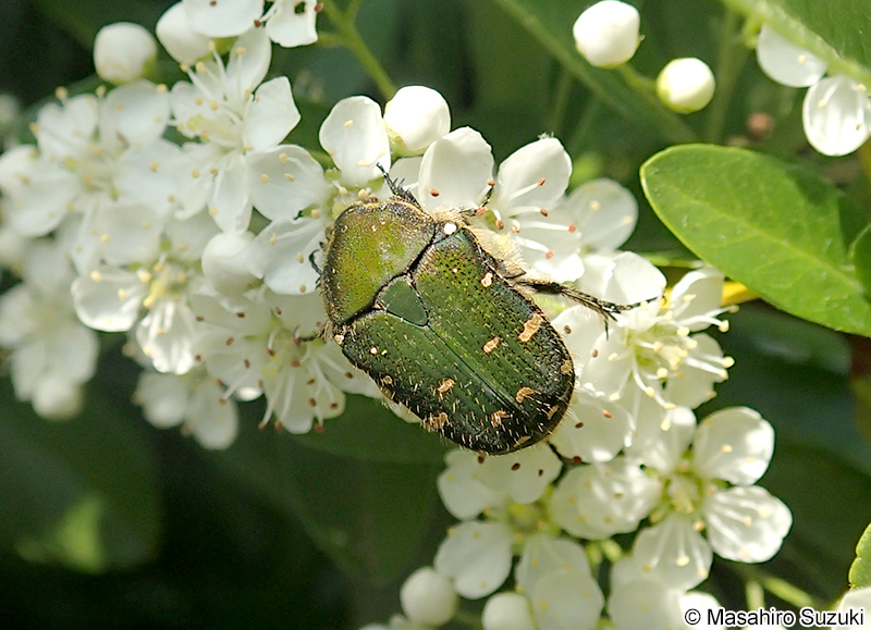 コアオハナムグリ Oxycetonia jucunda