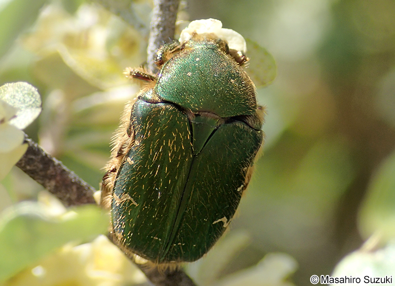 コアオハナムグリ Oxycetonia jucunda