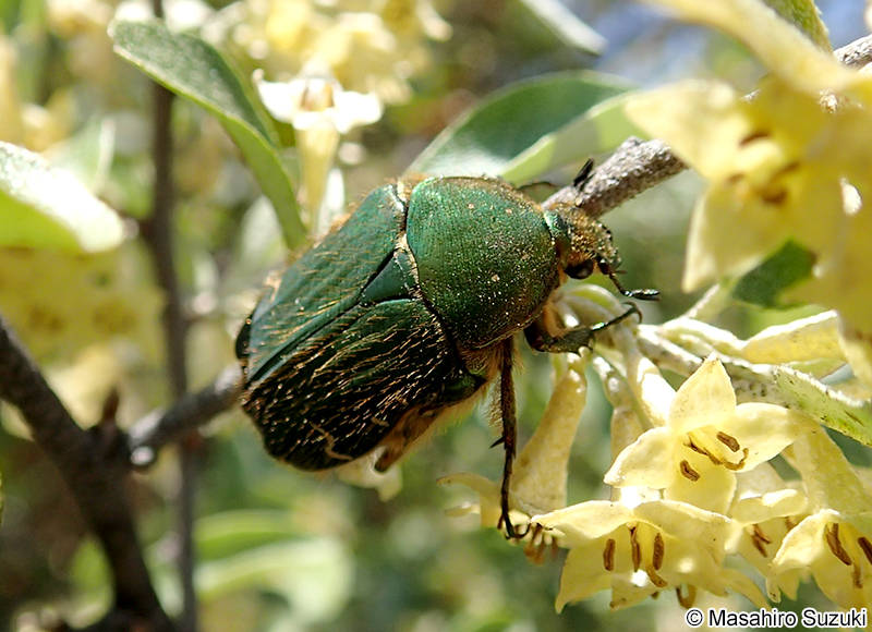 コアオハナムグリ Oxycetonia jucunda
