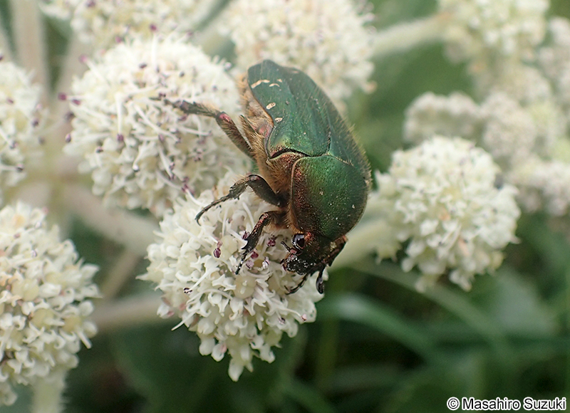 コアオハナムグリ Oxycetonia jucunda
